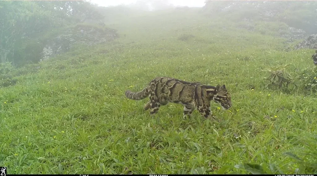 Clouded leopard in Nagaland