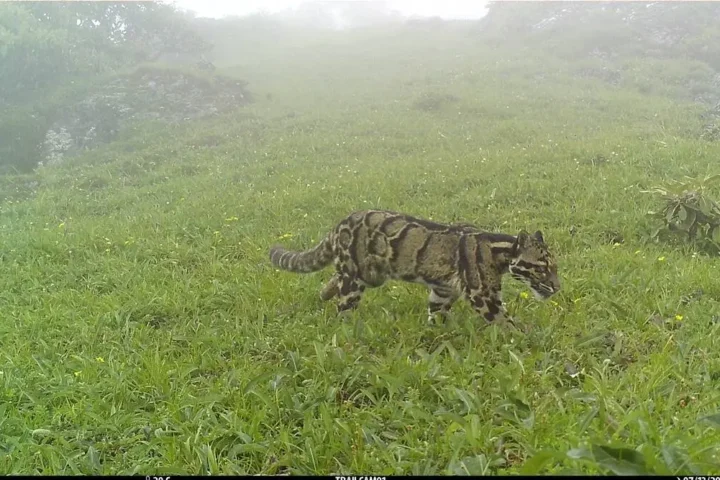 Clouded leopard in Nagaland