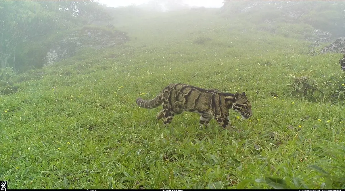 Clouded leopard in Nagaland