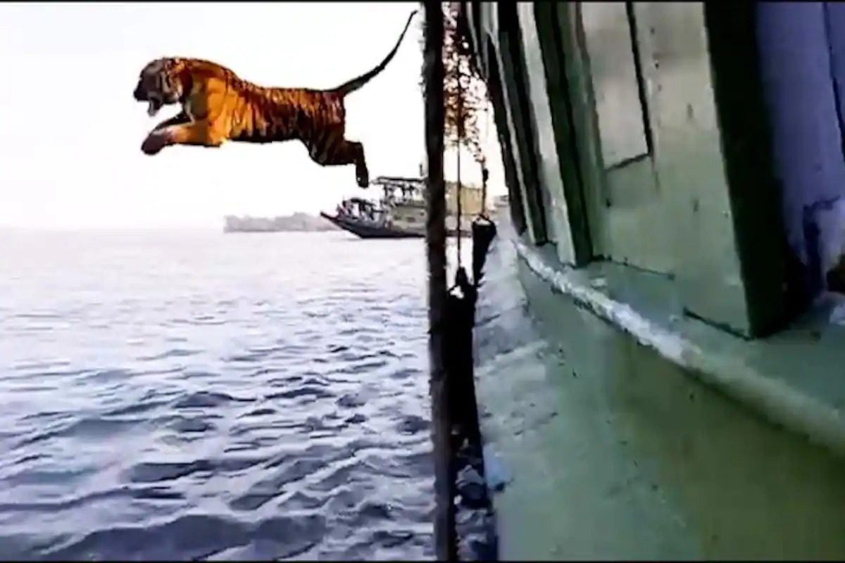 Witness The Release Of A Royal Bengal Tiger In Sundarbans - Karmactive Witness The Release Of A Royal Bengal Tiger In Sundarbans - Karmactive