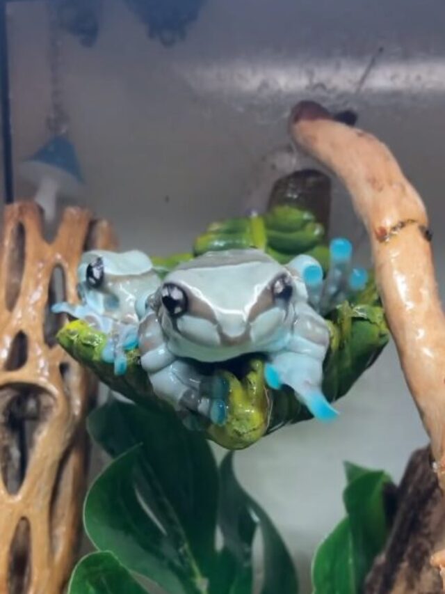 The Vibrant Amazon Milk Frog Karmactive