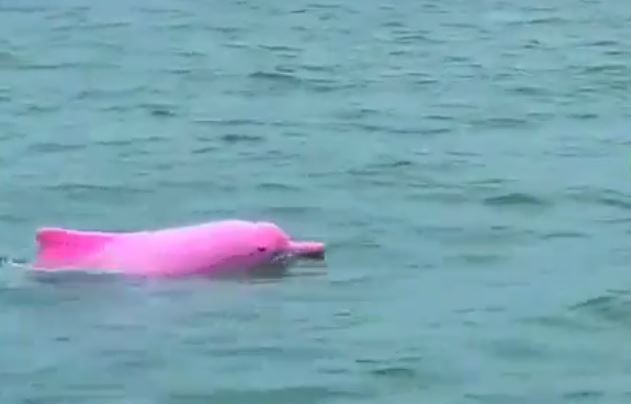 Freshwater Irrawaddy Dolphin Calf Spotted After Cambodia s Last One Was 