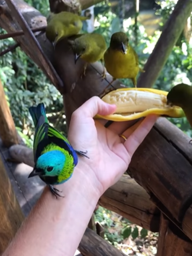 How Birds feed On A Banana Karmactive