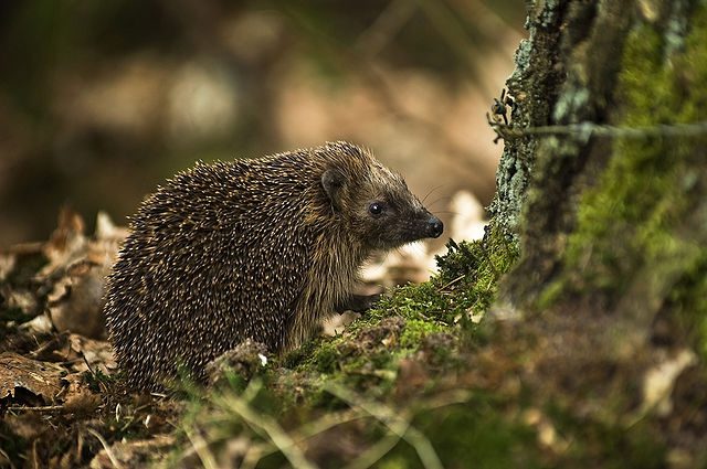 Researchers Now Find Microplastics Even In Small Terrestrial Mammals