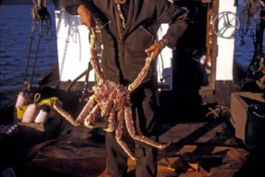 Alaska’s Sea Snow Crab