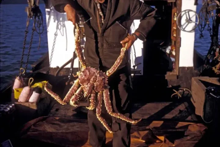 Alaska’s Sea Snow Crab