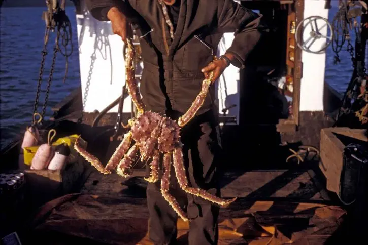 Alaska’s Sea Snow Crab