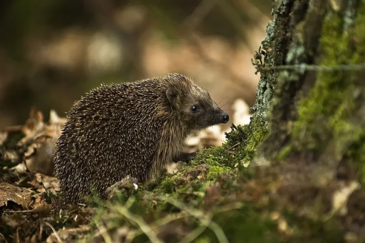 West European Hedgehog