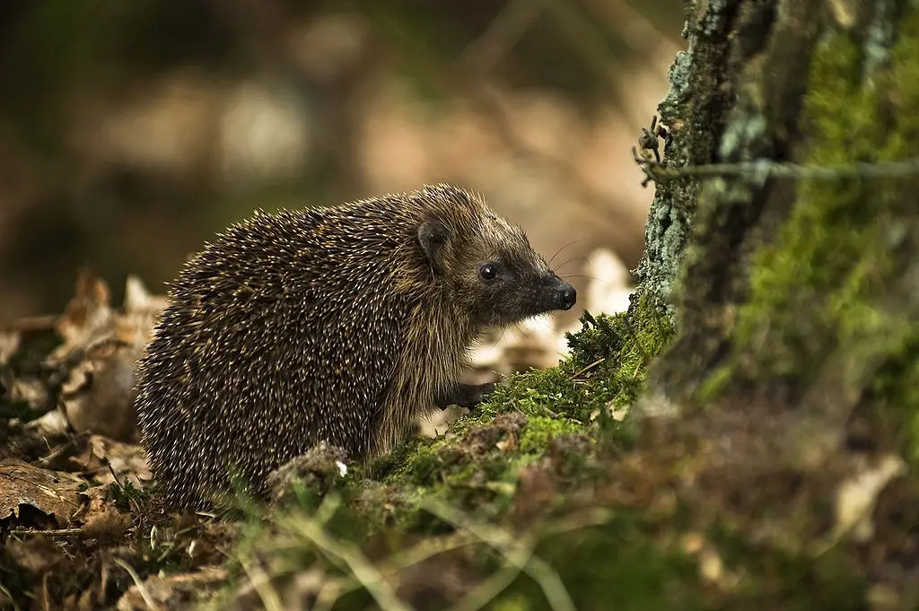 West European Hedgehog
