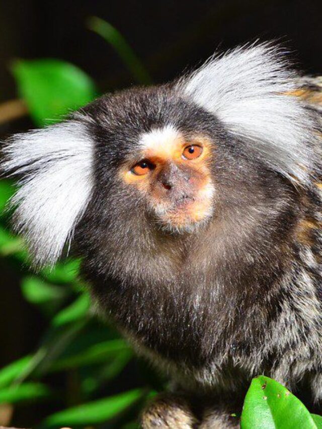 Primates in Peril 202223 Report, 25 Most Endangered Primates Karmactive