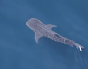Endangered & Rare Whale Shark Spotted In Santa Catalina