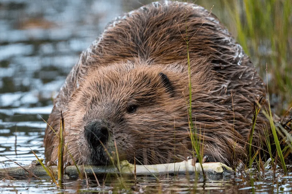 Eurasian Beavers Are Finally A Protected Species In England