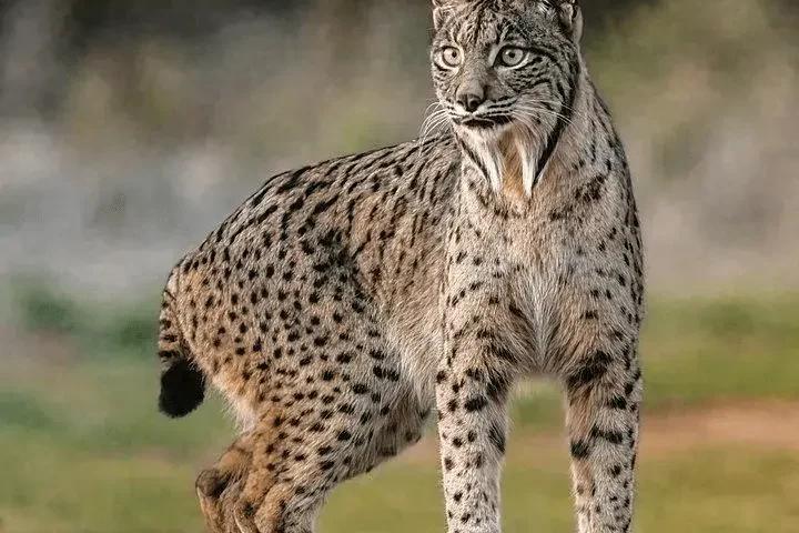 Wildlife Making A Steady Comeback In Europe