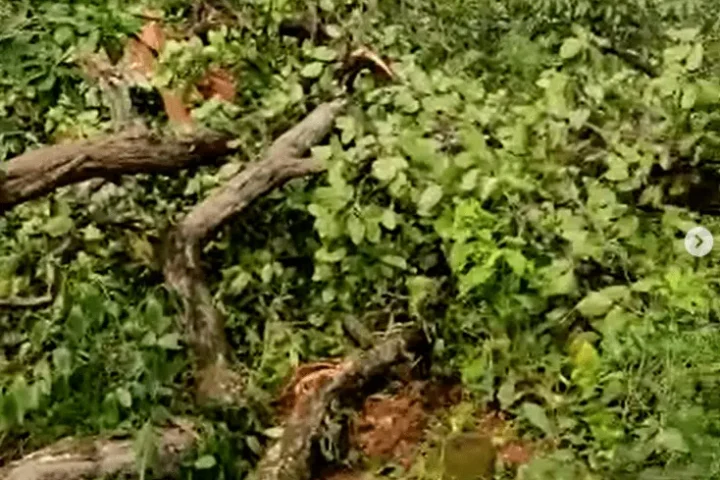 Brutal Tree Felling Underway In Hasdeo