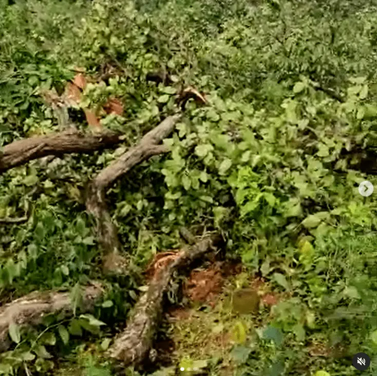 Brutal Tree Felling Underway In Hasdeo
