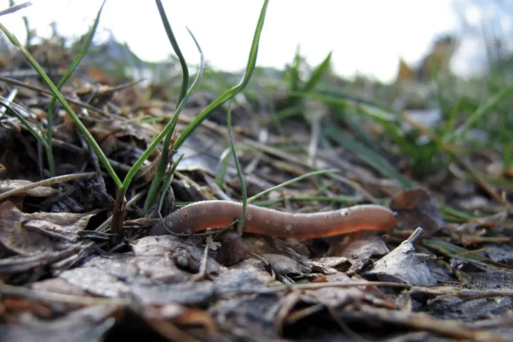 Now Micro Plastics Can Increase Earthworm Mortality & Contaminate Soil