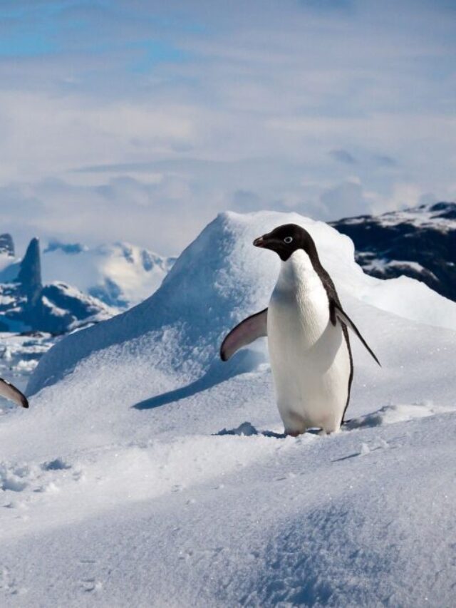 Drop In Adélie Penguin Numbers, Venice Amidst Floods, Berlin Airport Shut By Protestors & More – Weekly News