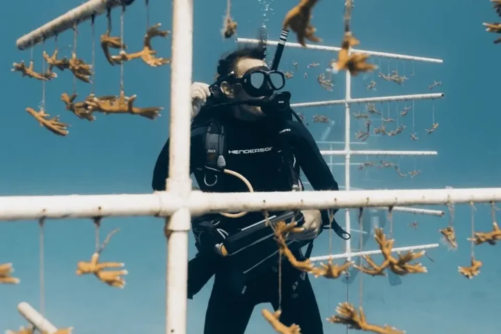 Breeding Coral Reefs That Grow 50x Faster – Coral Vita