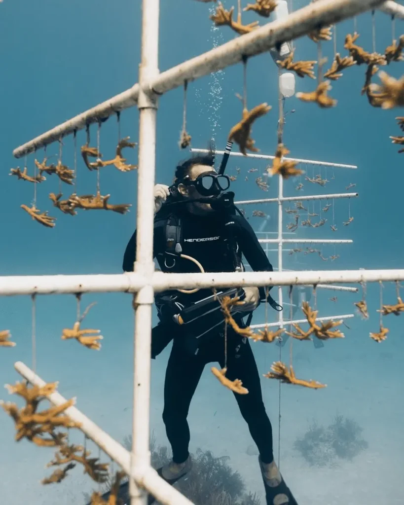 Breeding Coral Reefs That Grow 50x Faster – Coral Vita