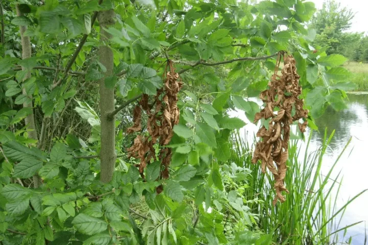 95% Of The Ash Trees May Die By 2030 In The UK