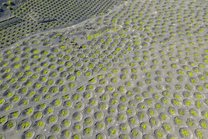 The Unique and Strange Vineyards Of Lanzarote