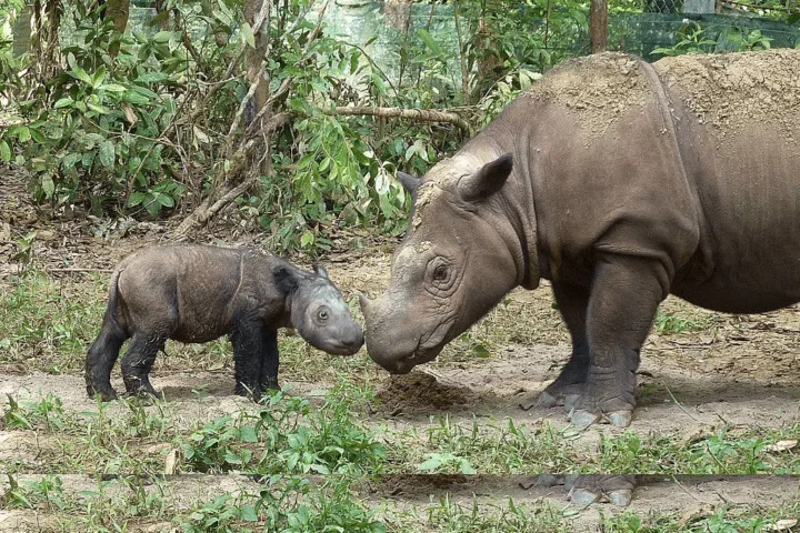 Sumatran Rhino To Be Revived With Stem Cell Technology