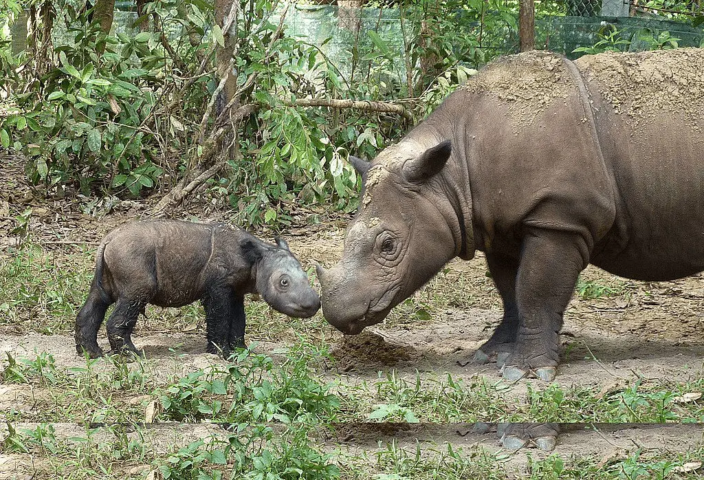 Sumatran Rhino To Be Revived With Stem Cell Technology