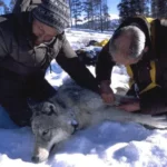 Gray wolf in a protected national-park setting, used for Yellowstone visitor safety and wildlife-distance guidance.