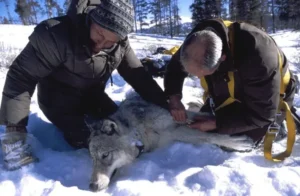 Gray wolf in a protected national-park setting, used for Yellowstone visitor safety and wildlife-distance guidance.