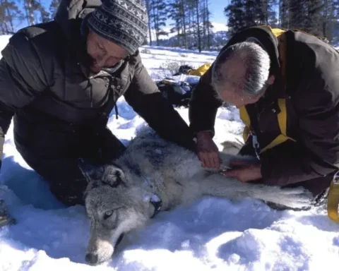 Gray wolf in a protected national-park setting, used for Yellowstone visitor safety and wildlife-distance guidance.