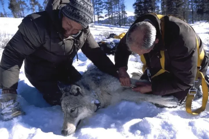 Wolf Killings Restricted Near Yellowstone & Glacier National Parks