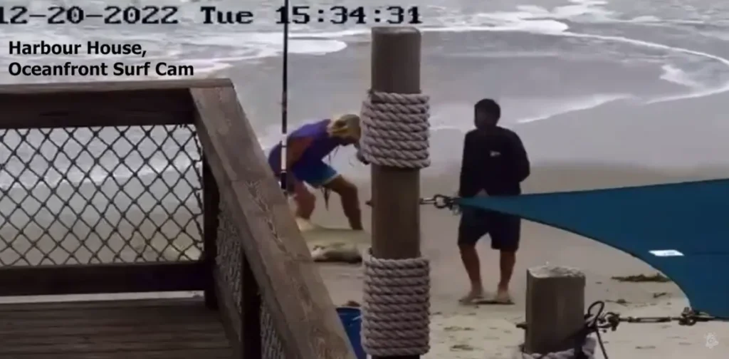Hammer Attack on Shark Leads to Tougher Fishing Laws in Florida