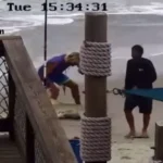 Hammer Attack on Shark Leads to Tougher Fishing Laws in Florida