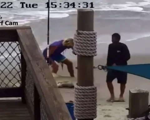 Hammer Attack on Shark Leads to Tougher Fishing Laws in Florida