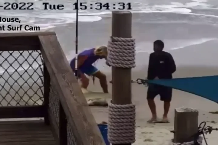 Hammer Attack on Shark Leads to Tougher Fishing Laws in Florida