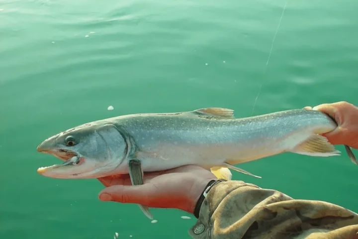 The Risks of Eating Freshwater Fish in the US: Equivalent to a Month of Contaminated Water Consumption