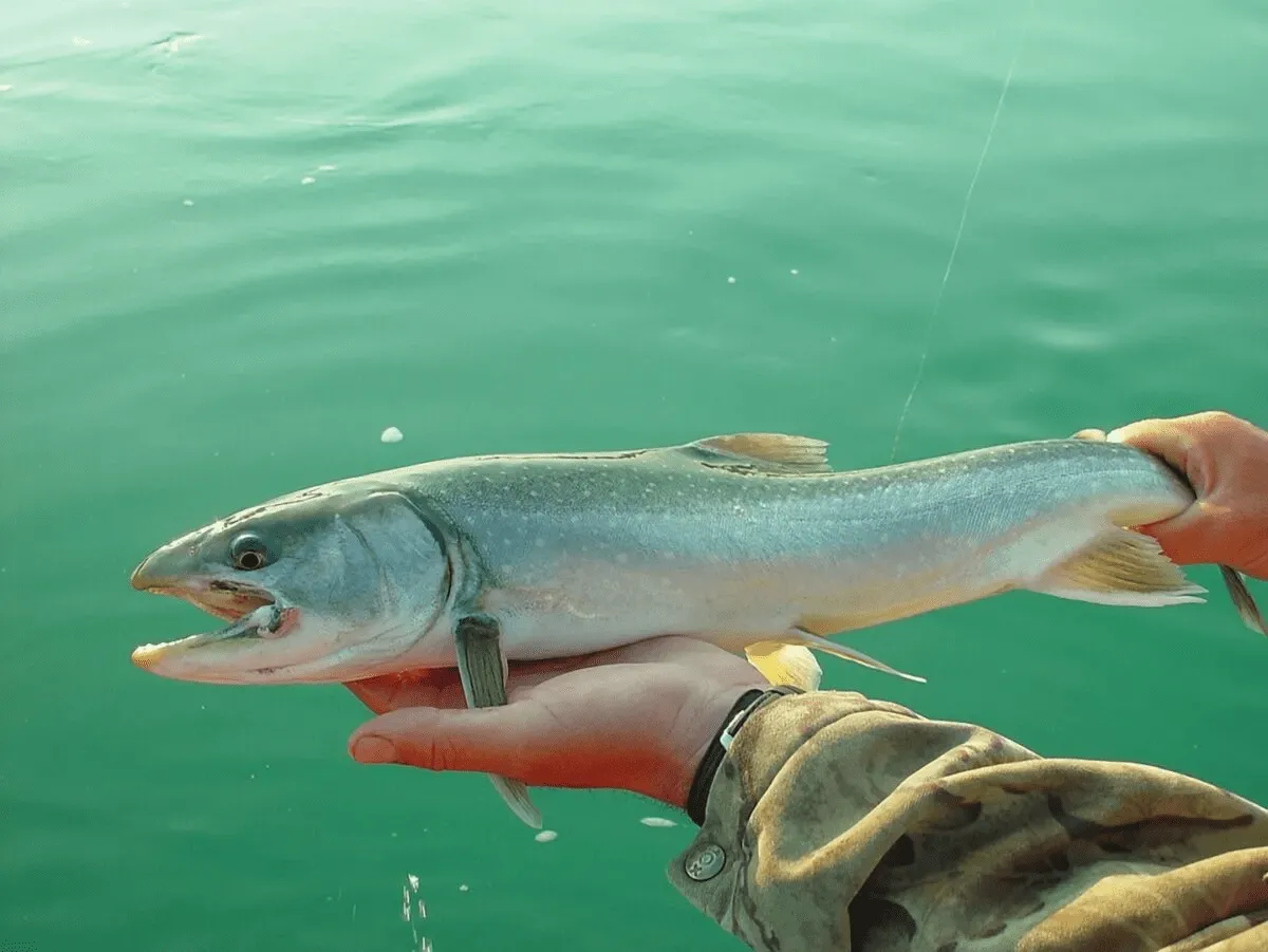 The Risks of Eating Freshwater Fish in the US: Equivalent to a Month of Contaminated Water Consumption