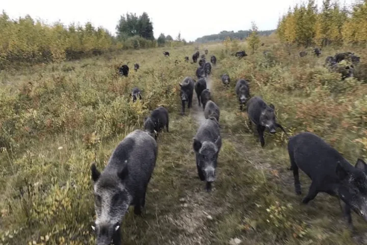 The Booming “Super Pig” Population in Canada Could Spread to Northern U.S.