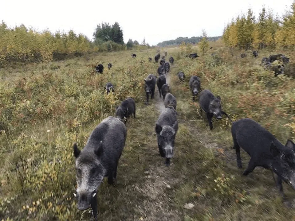The Booming “Super Pig” Population in Canada Could Spread to Northern U.S.
