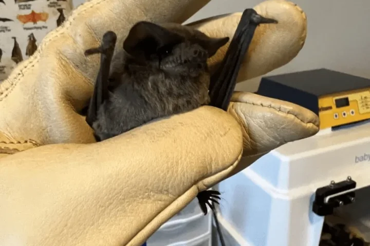 Houston Humane Society Rescue Bats From Winter Freeze To Successfully Release Them Into The Wild