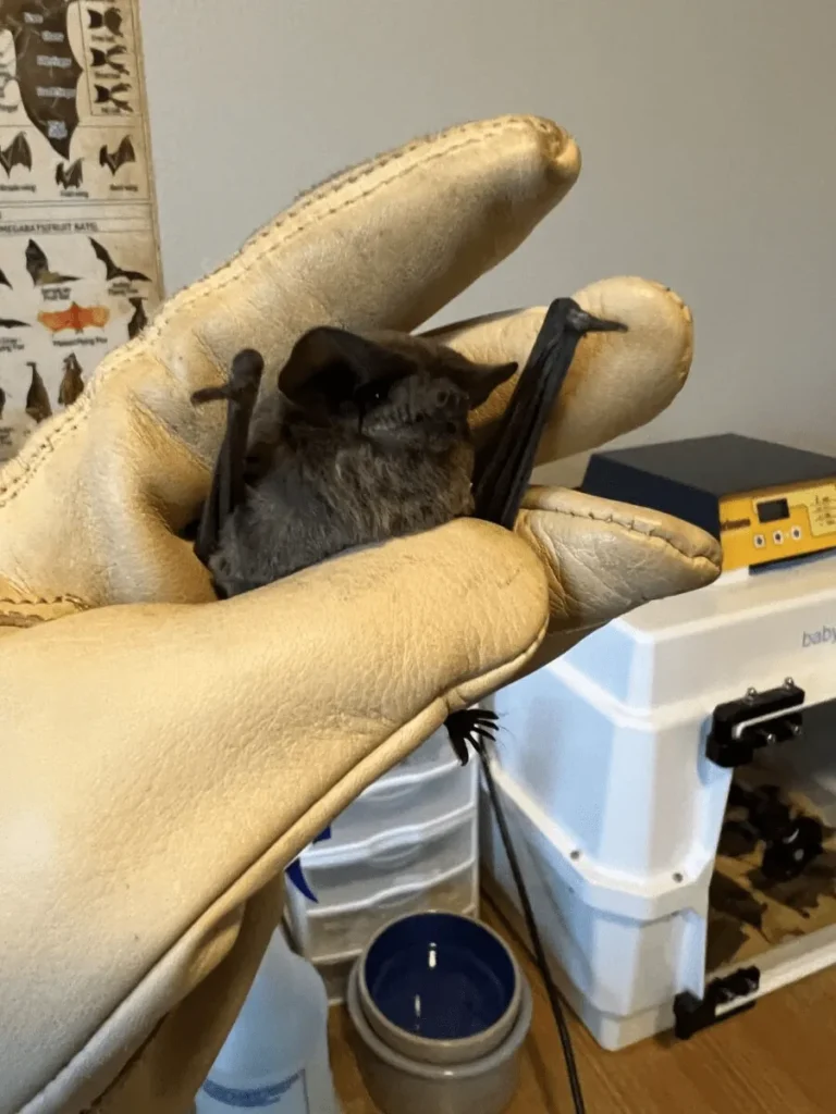 Houston Humane Society Rescue Bats From Winter Freeze To Successfully Release Them Into The Wild