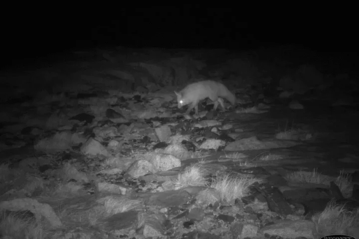 Rediscovery of the Sierra Nevada Red Fox: A New Hope for Survival