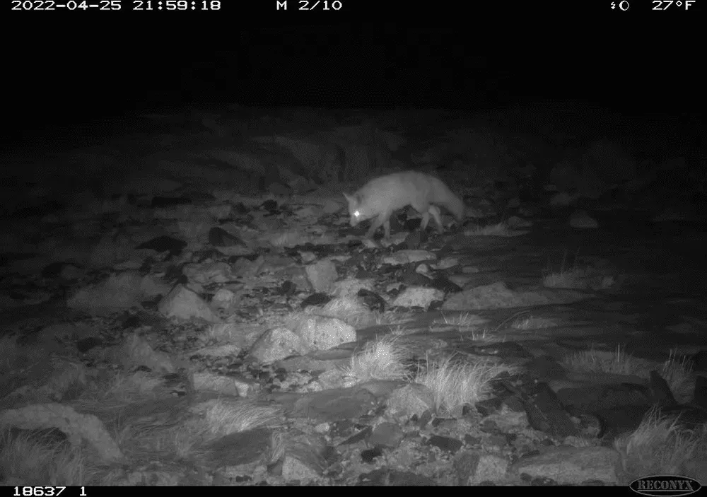 Rediscovery of the Sierra Nevada Red Fox: A New Hope for Survival