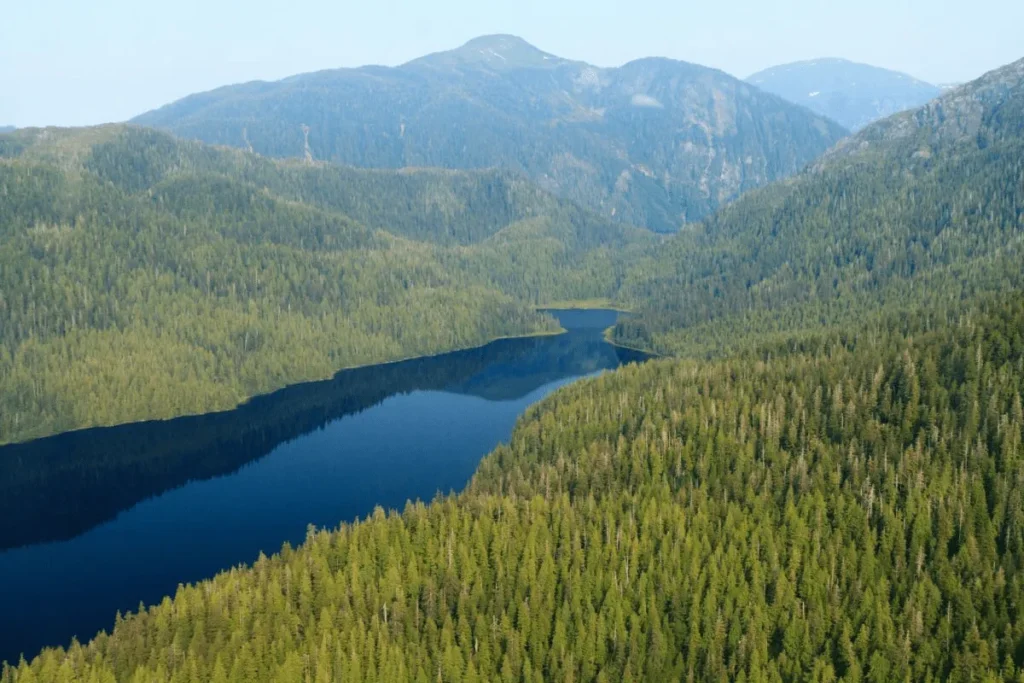 Restrictions on Logging and Road Construction in Alaska’s Tongass Forest Reinstated