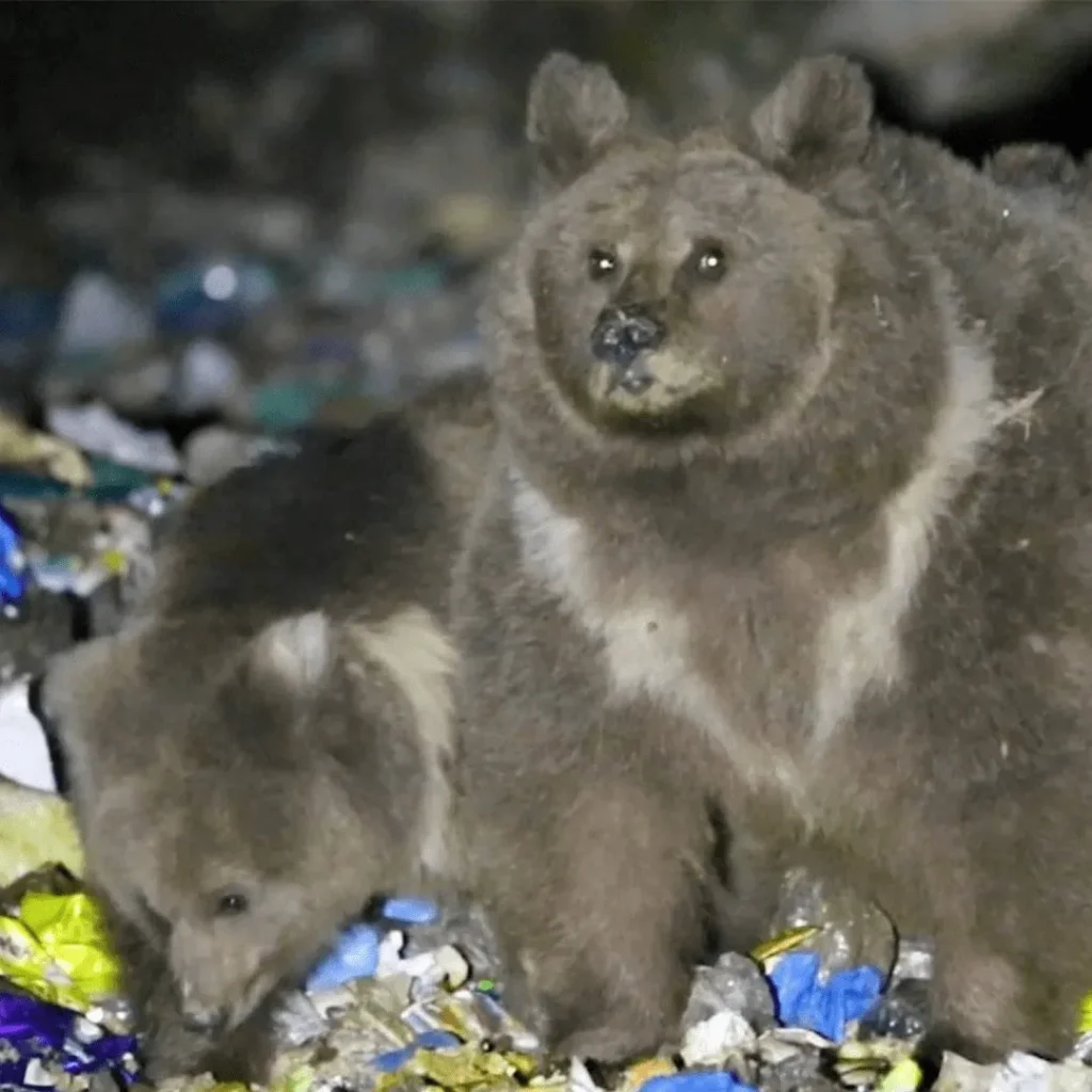 Uncovering the Dependence and Habituation of Himalayan Brown Bears on Rubbish Dumps