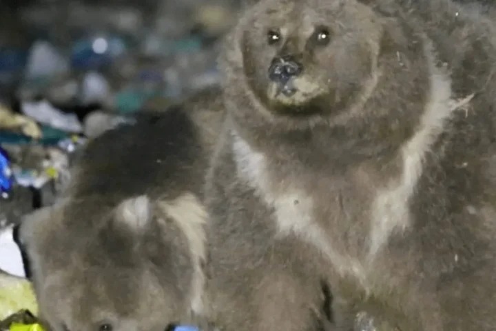 Uncovering the Dependence and Habituation of Himalayan Brown Bears on Rubbish Dumps