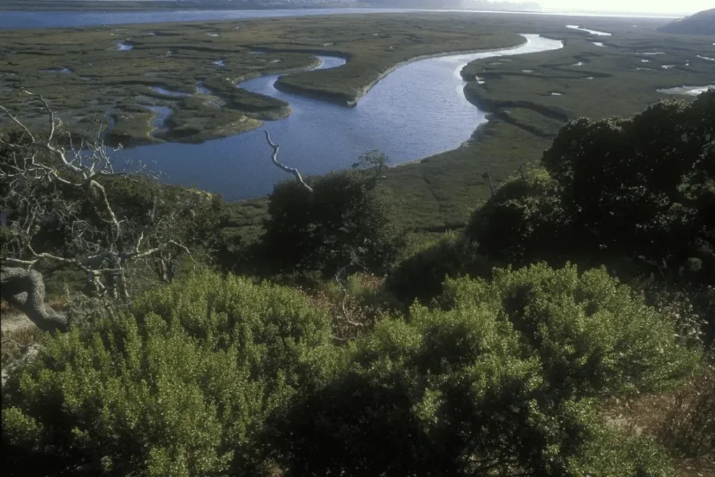 Experience the Natural Wonder of Elkhorn Slough: A Kayaking Journey Through Pristine Wilderness