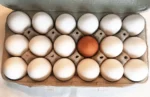 Rise In Eggs Confiscations at U.S.-Mexico Border due to Price Differences