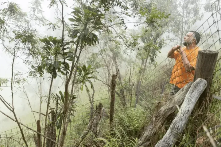 Conservationists Thrilled With Rediscovery Of Delissea Argutidentata Plant In Hawaii