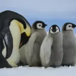 Adult emperor penguin standing beside several fluffy chicks on Antarctic sea ice during the breeding season